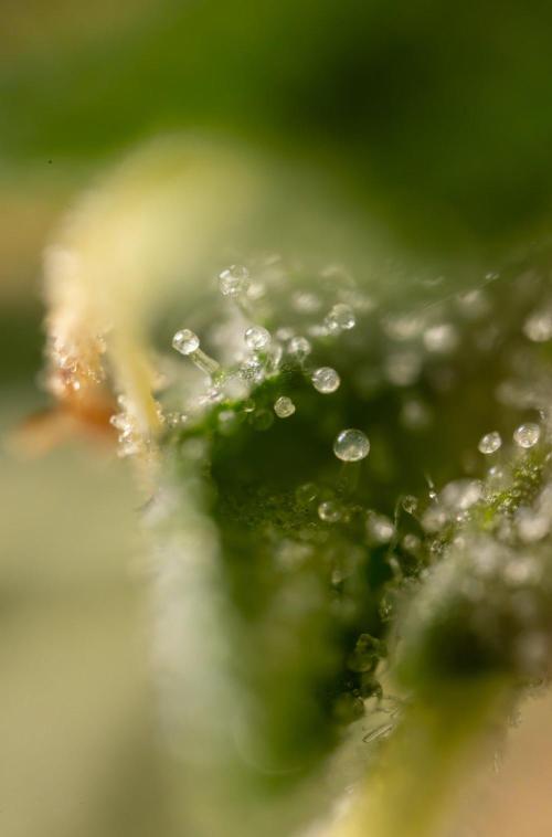 Alien OG 👽 - Zamnesia x B&B. Week 13 - Alien OG #1 - Micro Worlds