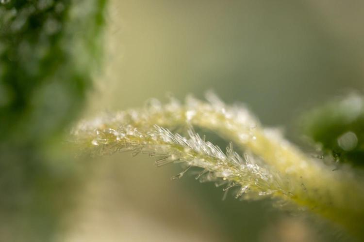 Alien OG 👽 - Zamnesia x B&B. Week 13 - Alien OG #1 - Micro Worlds