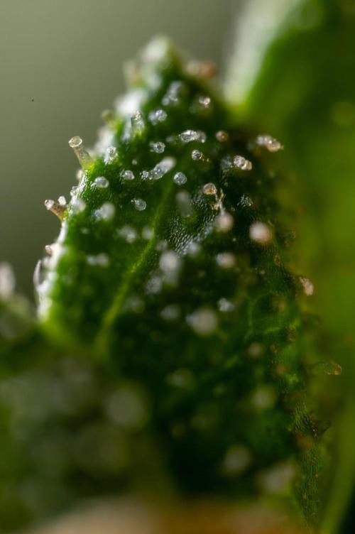 Alien OG 👽 - Zamnesia x B&B. Week 13 - Alien OG #1 - Micro Worlds