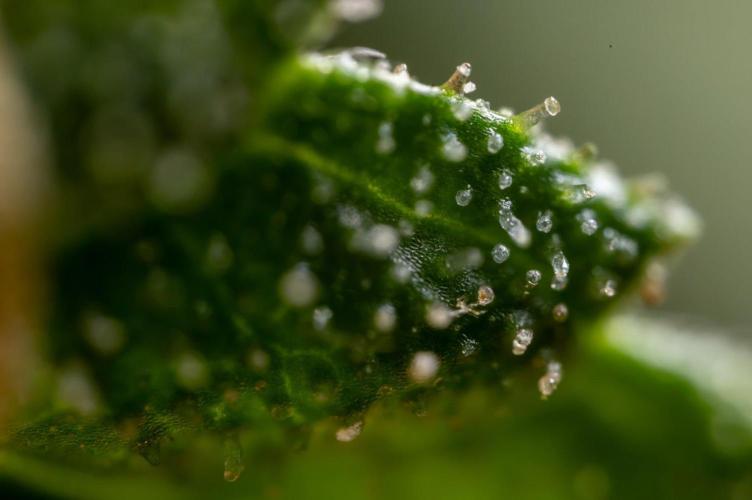 Alien OG 👽 - Zamnesia x B&B. Week 13 - Alien OG #1 - Micro Worlds