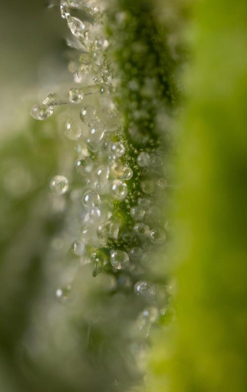 Alien OG 👽 - Zamnesia x B&B. Week 13 - Alien OG #1 - Micro Worlds
