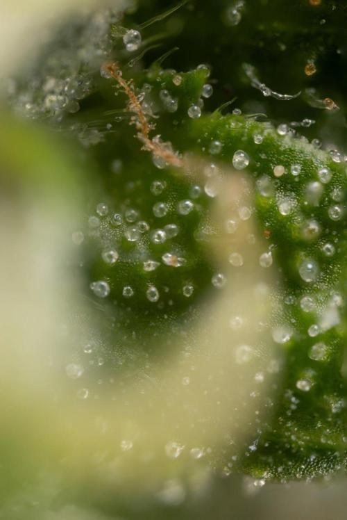 Alien OG 👽 - Zamnesia x B&B. Week 13 - Alien OG #1 - Micro Worlds