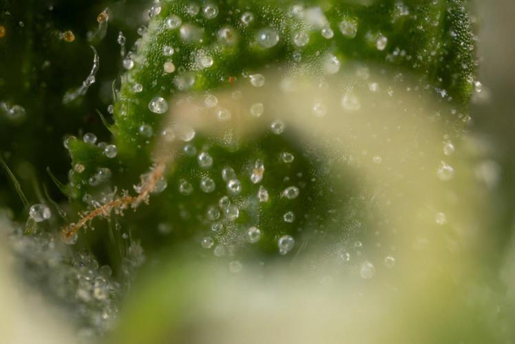 Alien OG 👽 - Zamnesia x B&B. Week 13 - Alien OG #1 - Micro Worlds
