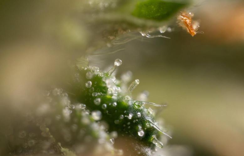 Alien OG 👽 - Zamnesia x B&B. Week 13 - Alien OG #1 - Micro Worlds