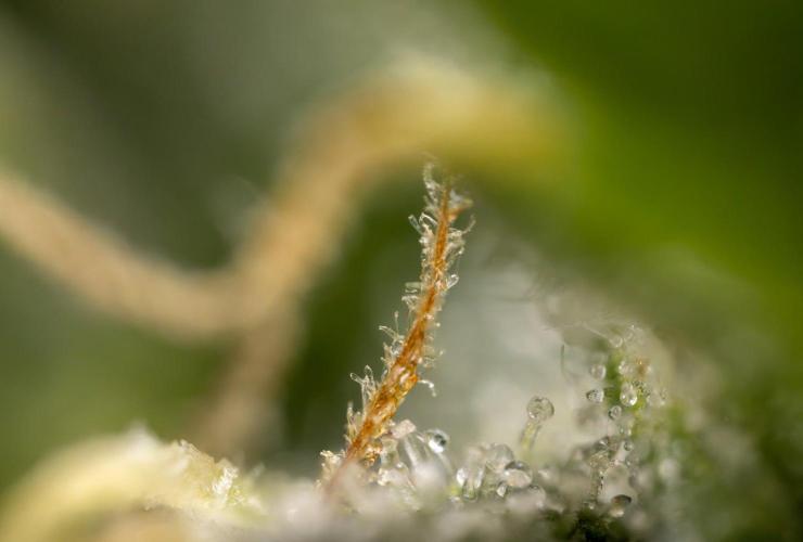 Alien OG 👽 - Zamnesia x B&B. Week 13 - Alien OG #1 - Micro Worlds