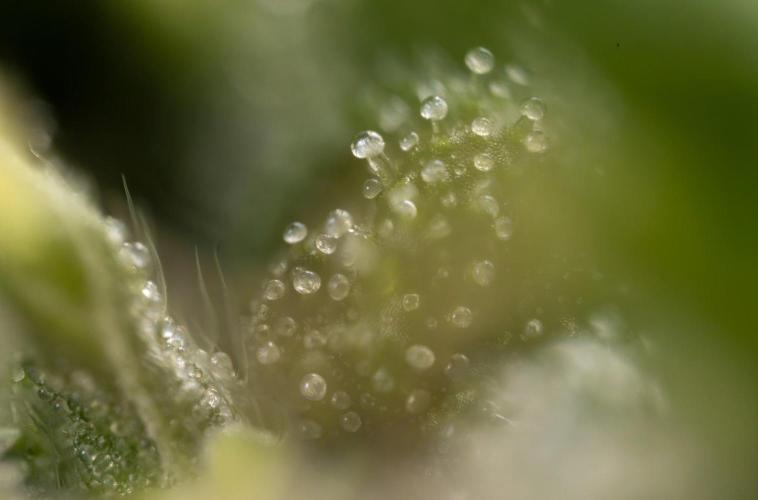 Alien OG 👽 - Zamnesia x B&B. Week 13 - Alien OG #1 - Micro Worlds