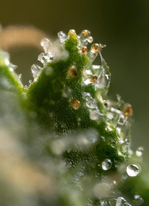 Alien OG 👽 - Zamnesia x B&B. Week 13 - Alien OG #1 - Micro Worlds
