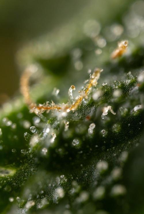 Alien OG 👽 - Zamnesia x B&B. Week 13 - Alien OG #1 - Micro Worlds