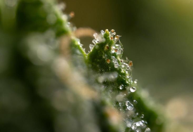 Alien OG 👽 - Zamnesia x B&B. Week 13 - Alien OG #1 - Micro Worlds