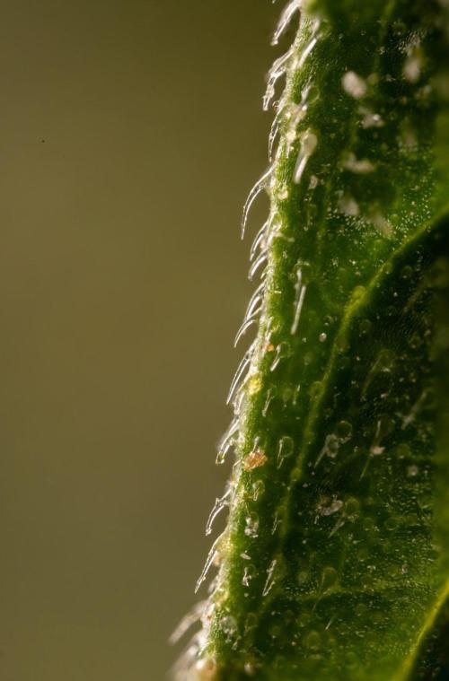 Alien OG 👽 - Zamnesia x B&B. Week 13 - Alien OG #1 - Micro Worlds