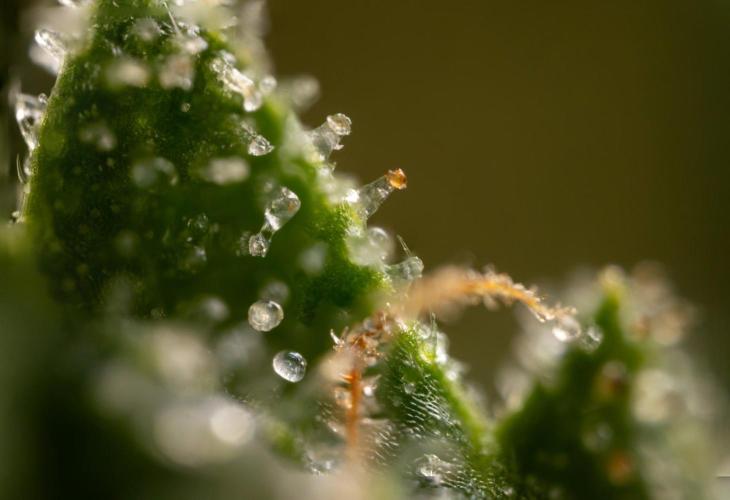 Alien OG 👽 - Zamnesia x B&B. Week 13 - Alien OG #1 - Micro Worlds