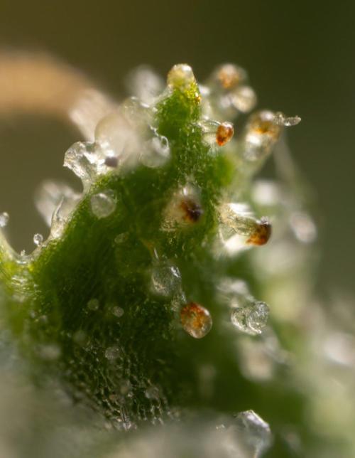Alien OG 👽 - Zamnesia x B&B. Week 13 - Alien OG #1 - Micro Worlds