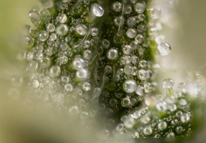 Alien OG 👽 - Zamnesia x B&B. Week 13 - Alien OG #1 - Micro Worlds