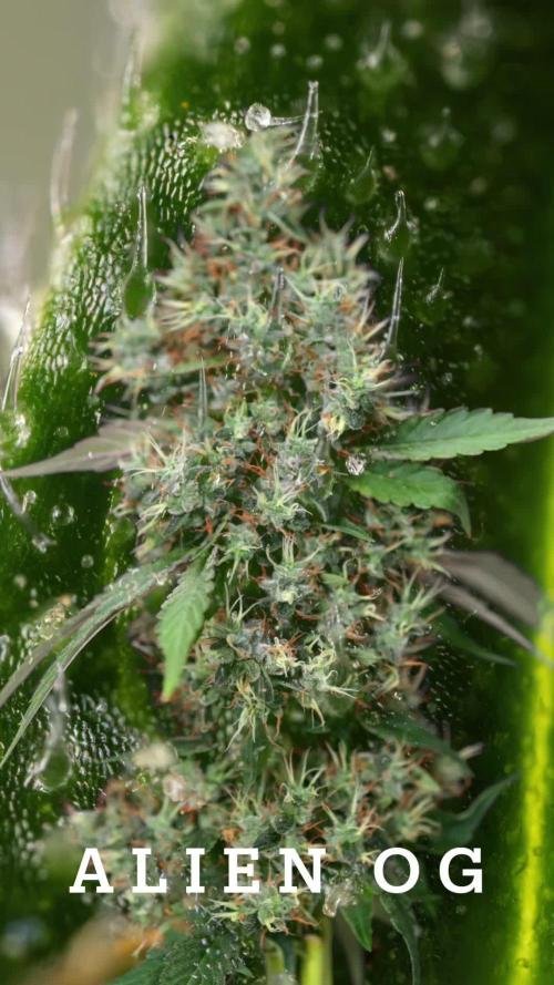 Alien OG 👽 - Zamnesia x B&B