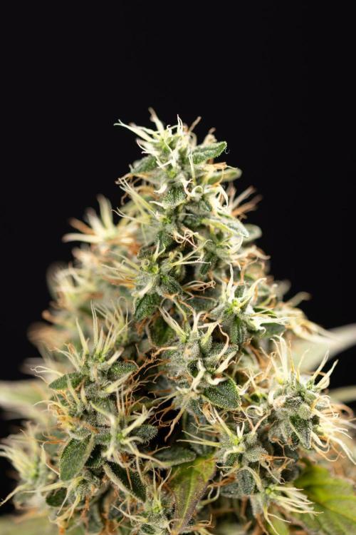 Alien OG 👽 - Zamnesia x B&B. Week 14 - Alien OG @2 Main lining no LST - Harvest day