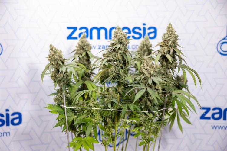 Alien OG 👽 - Zamnesia x B&B. Week 14 - Alien OG @2 Main lining no LST - Harvest day