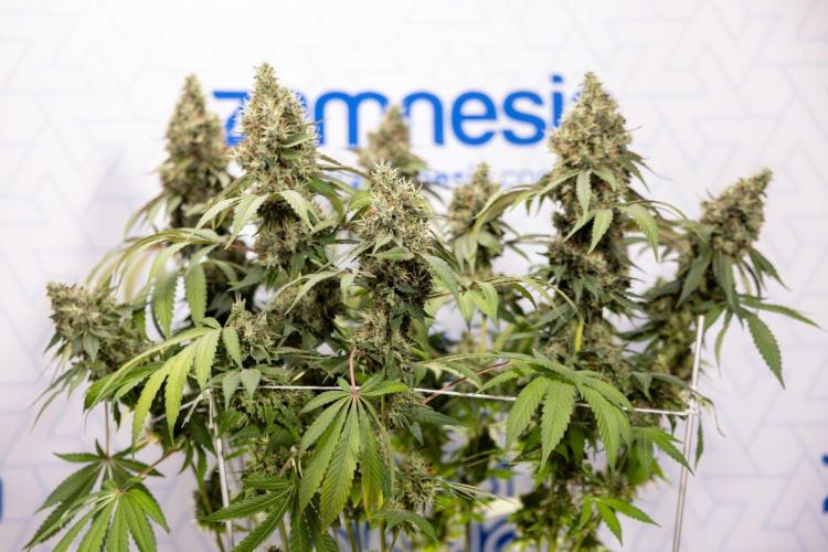 Alien OG 👽 - Zamnesia x B&B. Week 14 - Alien OG @2 Main lining no LST - Harvest day