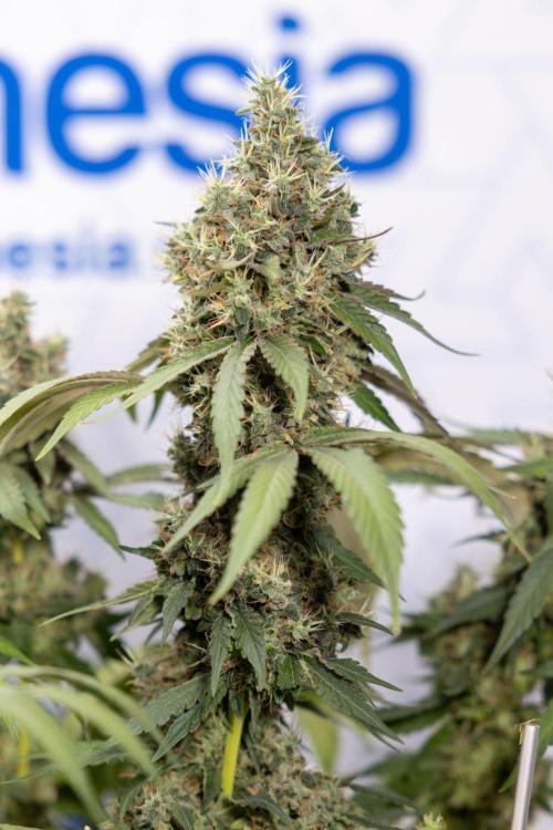 Alien OG 👽 - Zamnesia x B&B. Week 14 - Alien OG @2 Main lining no LST - Harvest day