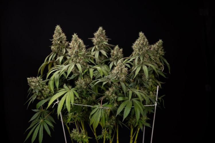 Alien OG 👽 - Zamnesia x B&B. Week 14 - Alien OG @2 Main lining no LST - Harvest day