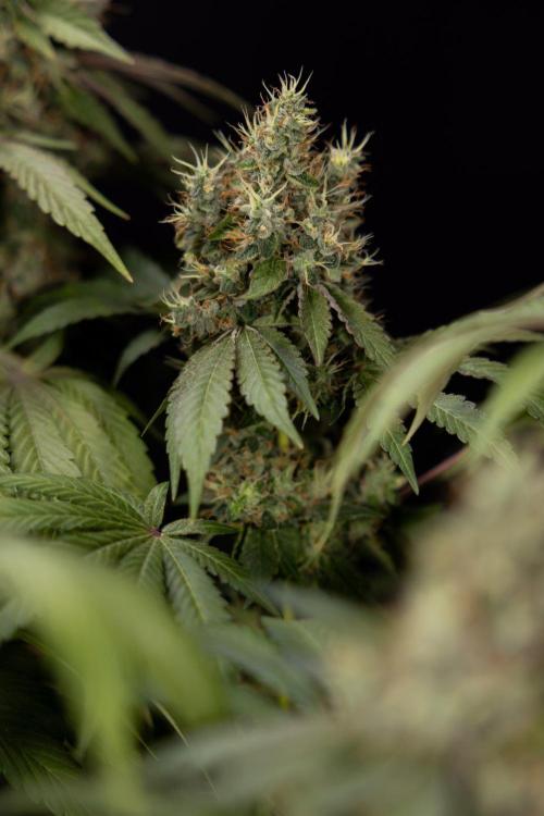 Alien OG 👽 - Zamnesia x B&B. Week 14 - Alien OG @2 Main lining no LST - Harvest day