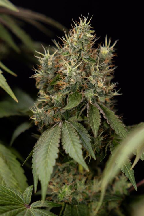 Alien OG 👽 - Zamnesia x B&B. Week 14 - Alien OG @2 Main lining no LST - Harvest day