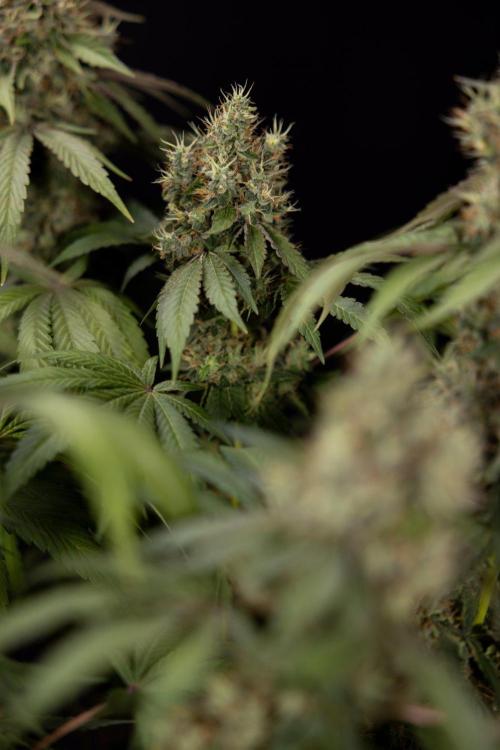 Alien OG 👽 - Zamnesia x B&B. Week 14 - Alien OG @2 Main lining no LST - Harvest day