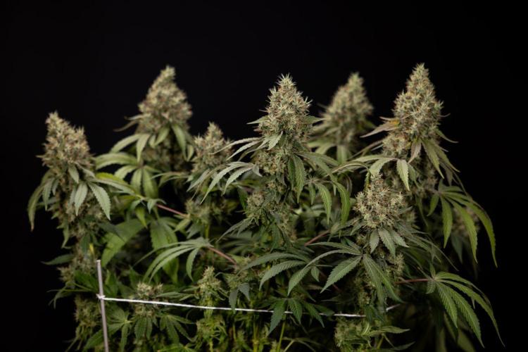 Alien OG 👽 - Zamnesia x B&B. Week 14 - Alien OG @2 Main lining no LST - Harvest day