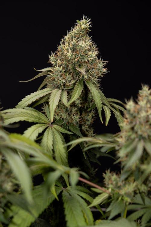 Alien OG 👽 - Zamnesia x B&B. Week 14 - Alien OG @2 Main lining no LST - Harvest day