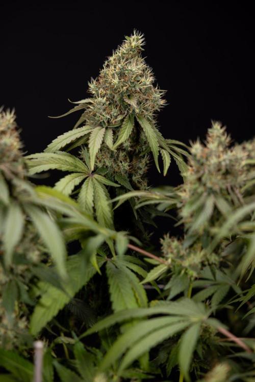 Alien OG 👽 - Zamnesia x B&B. Week 14 - Alien OG @2 Main lining no LST - Harvest day