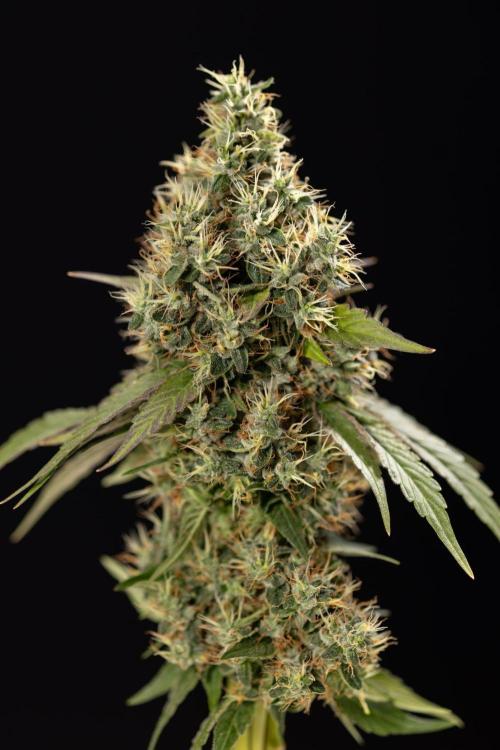 Alien OG 👽 - Zamnesia x B&B. Week 14 - Alien OG @2 Main lining no LST - Harvest day