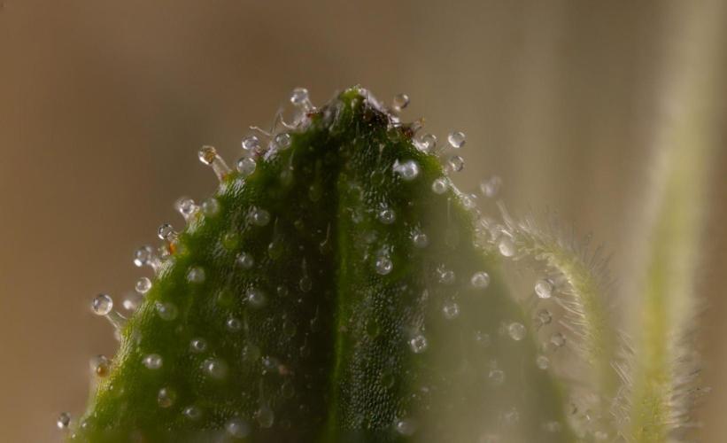 Alien OG 👽 - Zamnesia x B&B. Week 14 - Alien OG - Micro Worlds 10x and Crop