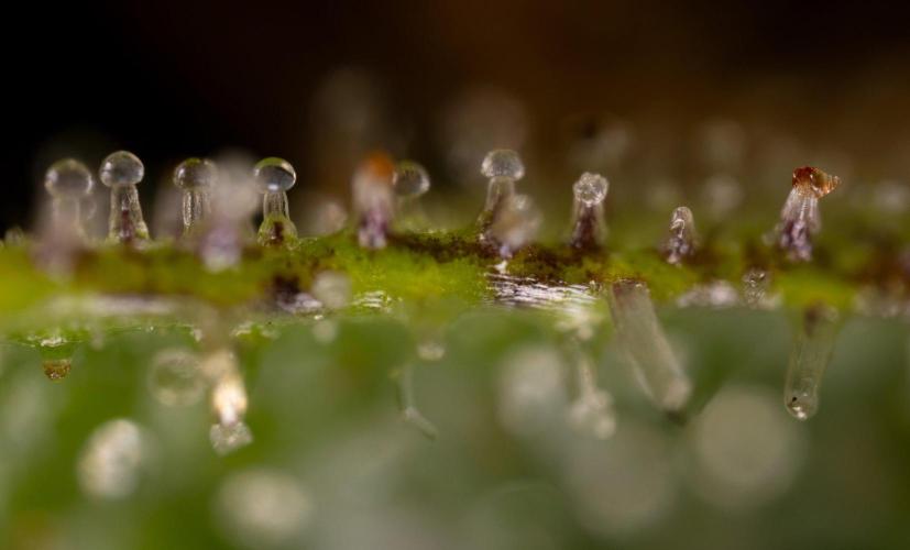 Alien OG 👽 - Zamnesia x B&B. Week 14 - Alien OG - Micro Worlds 10x and Crop