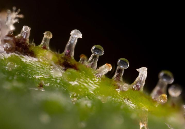 Alien OG 👽 - Zamnesia x B&B. Week 14 - Alien OG - Micro Worlds 10x and Crop