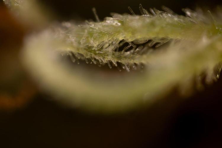 Alien OG. Week 14