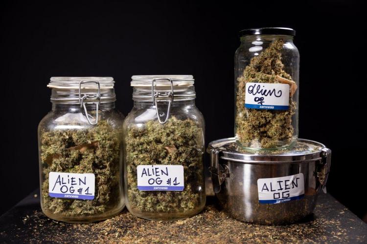 Alien OG 👽 - Zamnesia x B&B. Week 14 - Alien OG - Dry Buds - Full Jarz