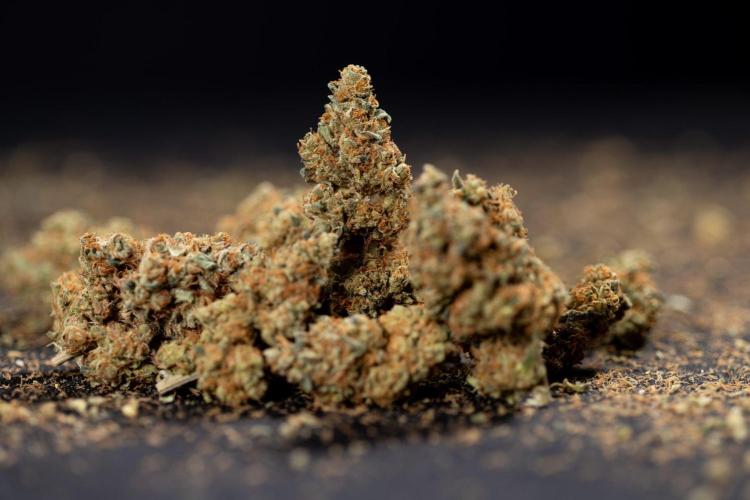 Blue Widow 🕷️  - Zamnesia x B&B. Week 12 - Blue Widow #2 - Dry Buds