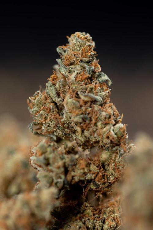 Blue Widow 🕷️  - Zamnesia x B&B. Week 12 - Blue Widow #2 - Dry Buds