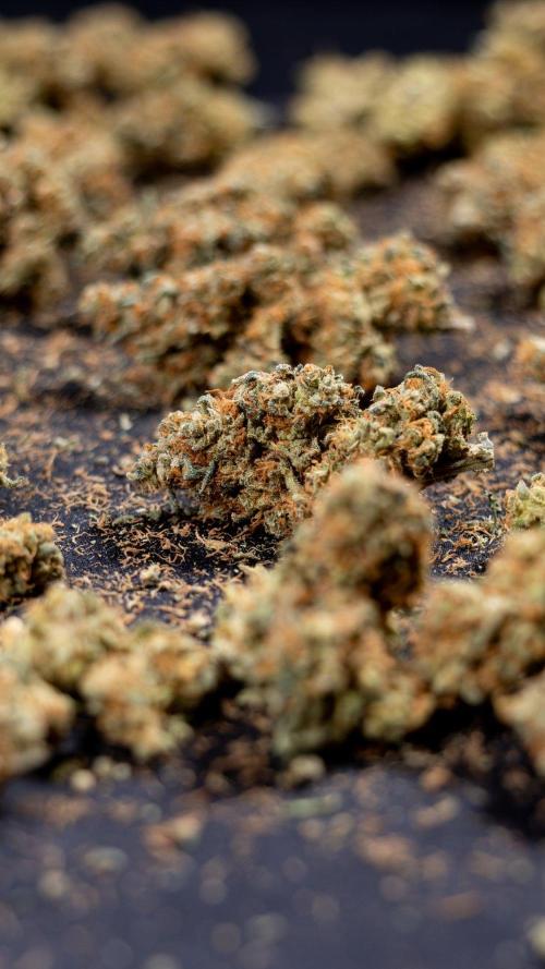 Blue Widow 🕷️  - Zamnesia x B&B. Week 11 - Blue Widow #1 - Photoperiodic - Dry Buds