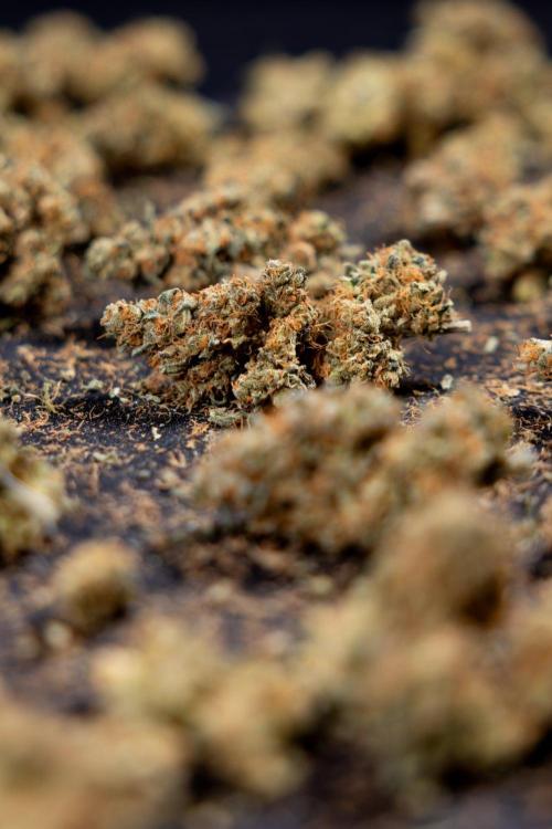 Blue Widow 🕷️  - Zamnesia x B&B. Week 11 - Blue Widow #1 - Photoperiodic - Dry Buds