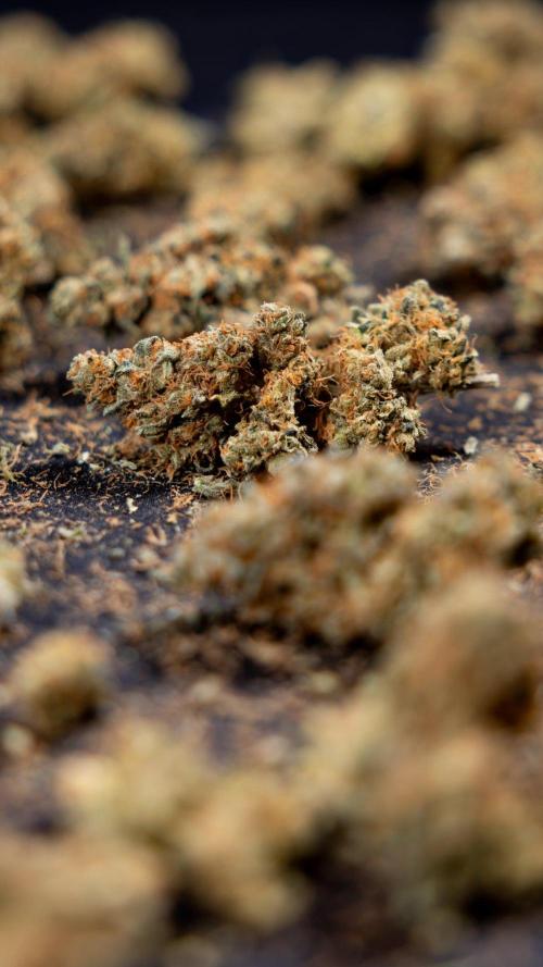 Blue Widow 🕷️  - Zamnesia x B&B. Week 11 - Blue Widow #1 - Photoperiodic - Dry Buds