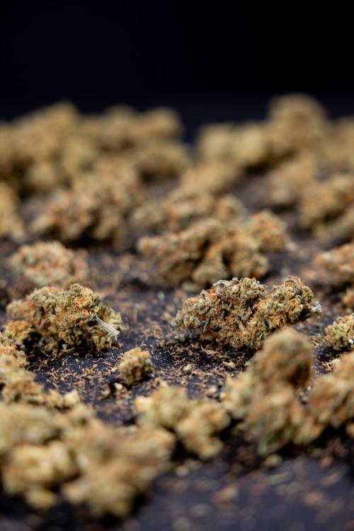 Blue Widow 🕷️  - Zamnesia x B&B. Week 11 - Blue Widow #1 - Photoperiodic - Dry Buds