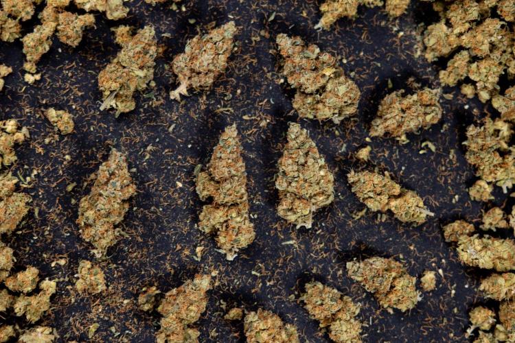 Blue Widow 🕷️  - Zamnesia x B&B. Week 11 - Blue Widow #1 - Photoperiodic - Dry Buds