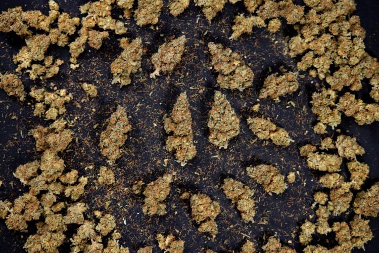 Blue Widow 🕷️  - Zamnesia x B&B. Week 11 - Blue Widow #1 - Photoperiodic - Dry Buds