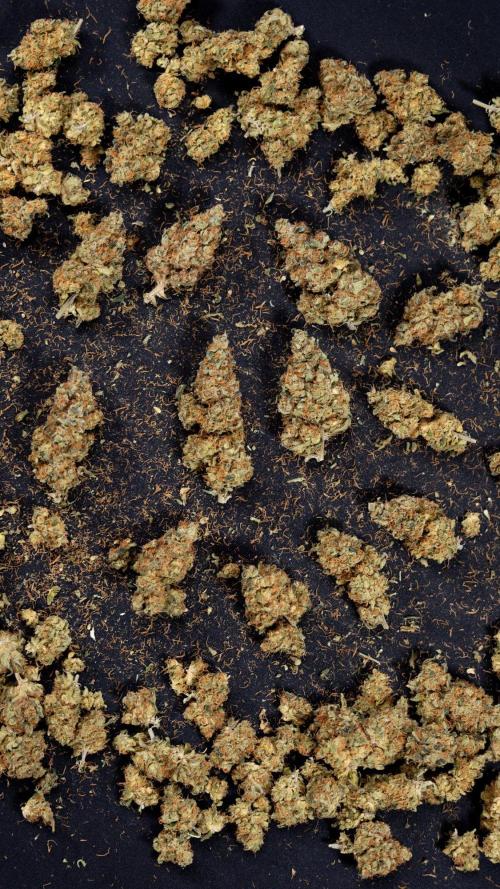Blue Widow 🕷️  - Zamnesia x B&B. Week 11 - Blue Widow #1 - Photoperiodic - Dry Buds
