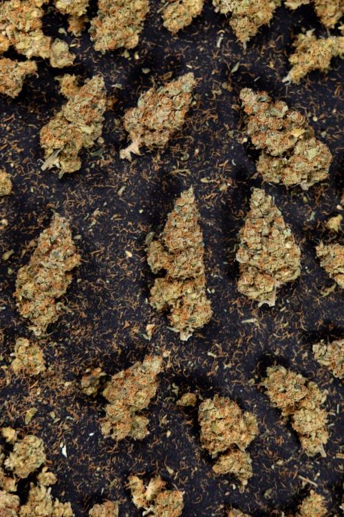 Blue Widow 🕷️  - Zamnesia x B&B. Week 11 - Blue Widow #1 - Photoperiodic - Dry Buds