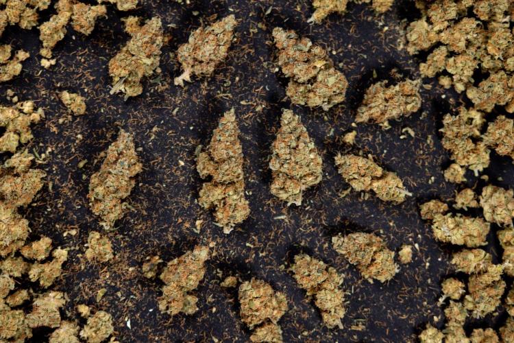 Blue Widow 🕷️  - Zamnesia x B&B. Week 11 - Blue Widow #1 - Photoperiodic - Dry Buds
