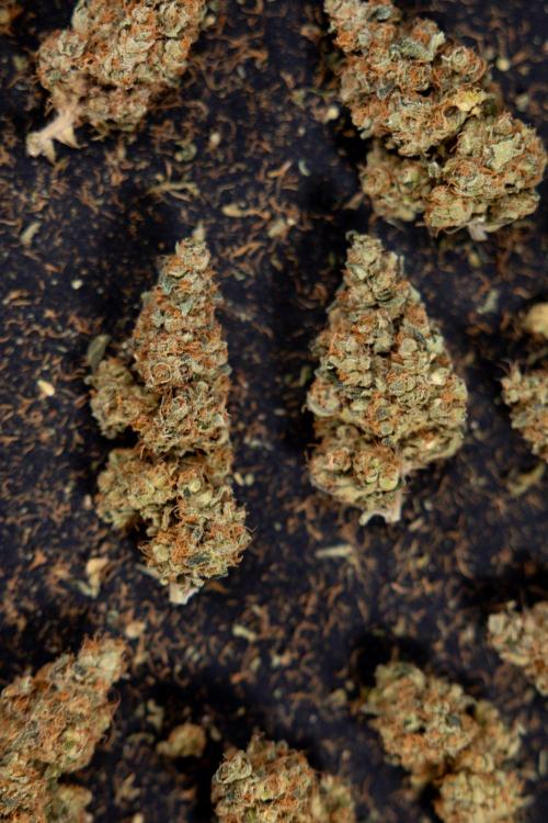 Blue Widow 🕷️  - Zamnesia x B&B. Week 11 - Blue Widow #1 - Photoperiodic - Dry Buds