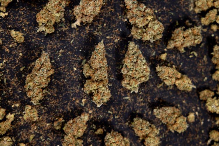 Blue Widow 🕷️  - Zamnesia x B&B. Week 11 - Blue Widow #1 - Photoperiodic - Dry Buds