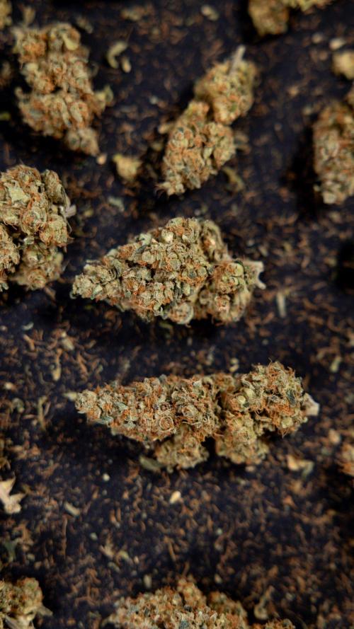 Blue Widow 🕷️  - Zamnesia x B&B. Week 11 - Blue Widow #1 - Photoperiodic - Dry Buds