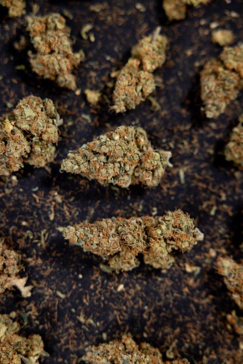 Blue Widow 🕷️  - Zamnesia x B&B. Week 11 - Blue Widow #1 - Photoperiodic - Dry Buds